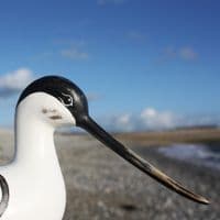 Hand Carved Wooden Avocet Standing | Hand Carved Birds | Bird Carving
