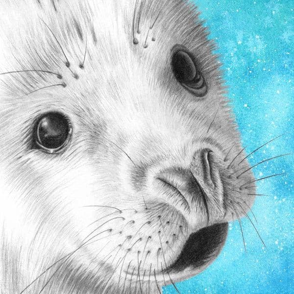 Baby Seal Print | Art Print | Louise Stocker