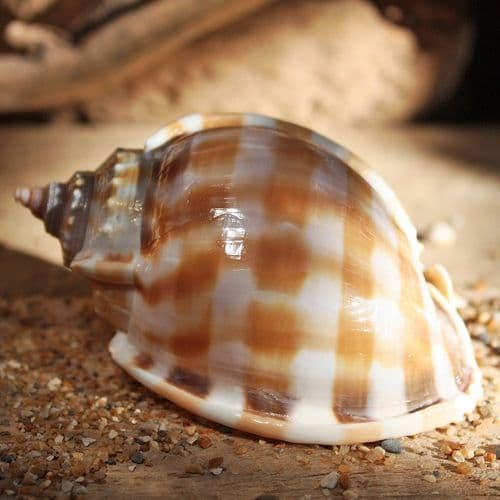 Banded Bonnet Shell