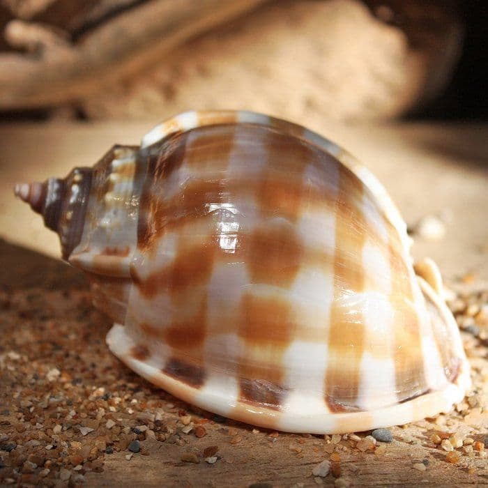 Banded Bonnet Shell | Phalium Bandatum | Beach Shells