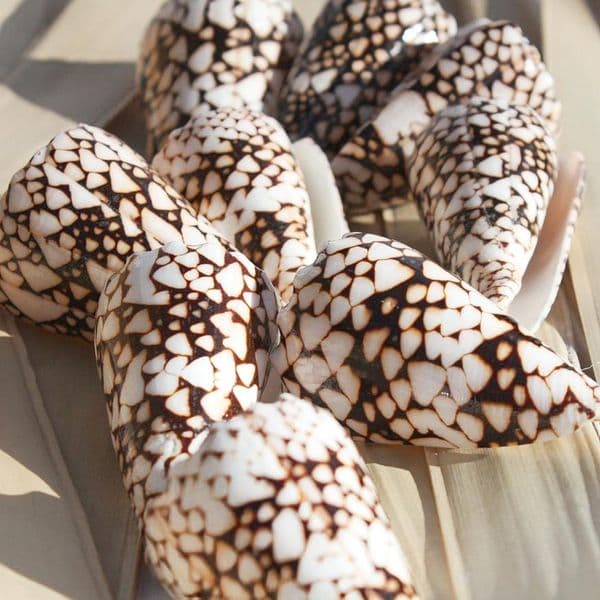 Banded Marble Cone | Conus Bandanus