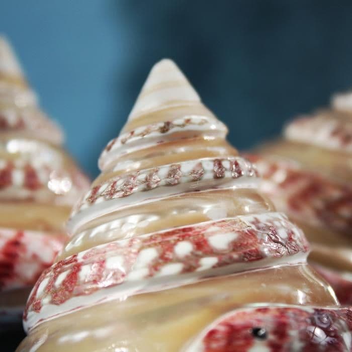 Troca Shell Part Banded Strawberry Troca Shell | Mother of Pearl Shells