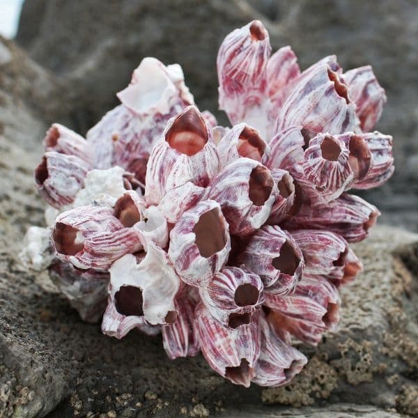 Barnacle Cluster | Seashells | Beach Shells