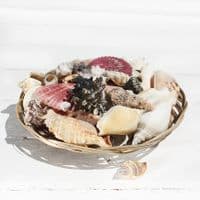 Basket of Shells 8