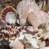 Basket of Shells 8
