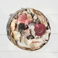 Basket of Shells 8