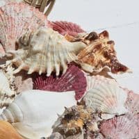 Basket of Shells 8