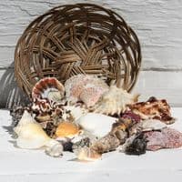 Basket of Shells 8