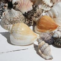 Basket of Shells 8
