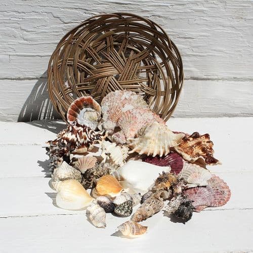Basket of Shells - 8"