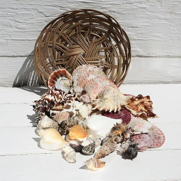 Basket of Shells 8