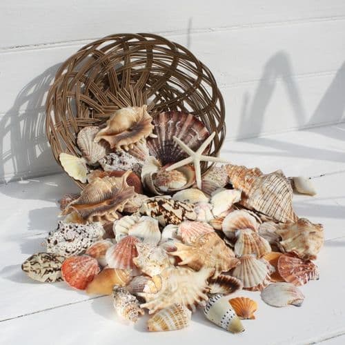 Basket of Shells - large