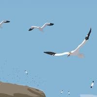 Bass Rock, Scotland - Art Print | Coastal Art Print | Fiona Horan