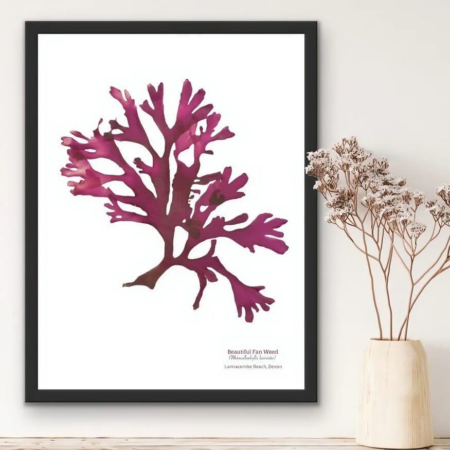 Beautiful Fan Weed 03 - Seaweed Print