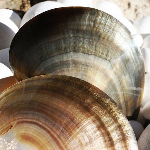 Black Lipped Pearl Oyster