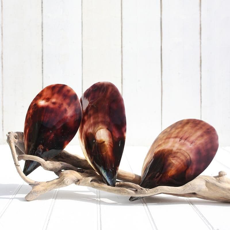 Black Pen Shell | Atrina Vexillum Born | Polished Shell