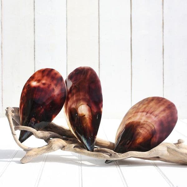 Black Pen Shell | Atrina Vexillum Born | Polished Shell