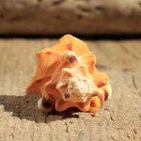 Black Spotted Triton Shell | Lotoria Lotoria | Washing Bath Triton