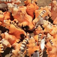 Black Spotted Triton Shell | Lotoria Lotoria | Washing Bath Triton