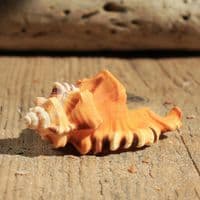 Black Spotted Triton Shell | Lotoria Lotoria | Washing Bath Triton