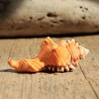 Black Spotted Triton Shell | Lotoria Lotoria | Washing Bath Triton