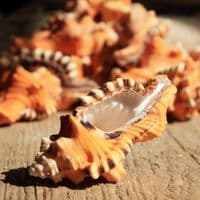 Black Spotted Triton Shell | Lotoria Lotoria | Washing Bath Triton