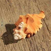 Black Spotted Triton Shell | Lotoria Lotoria | Washing Bath Triton