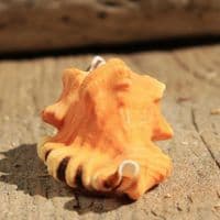 Black Spotted Triton Shell | Lotoria Lotoria | Washing Bath Triton