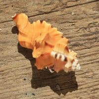 Black Spotted Triton Shell | Lotoria Lotoria | Washing Bath Triton