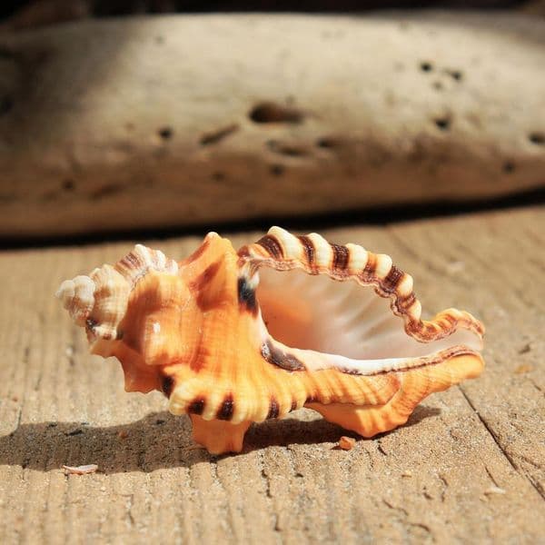 Black Spotted Triton Shell | Lotoria Lotoria | Washing Bath Triton