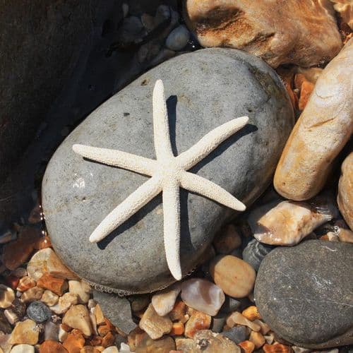 Boris the Starfish