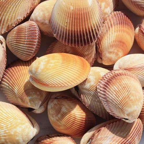 Brown Heart Cockle Shell