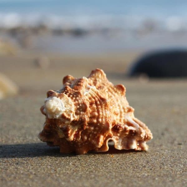 Bursa Rubeta Shell | Tutufa Rubeta Shell | Ruddy Frog Shell