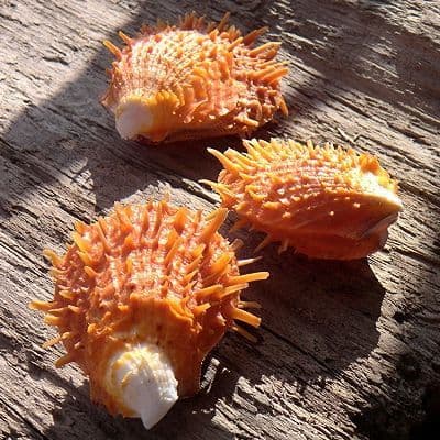 Butlers Thorny Oyster