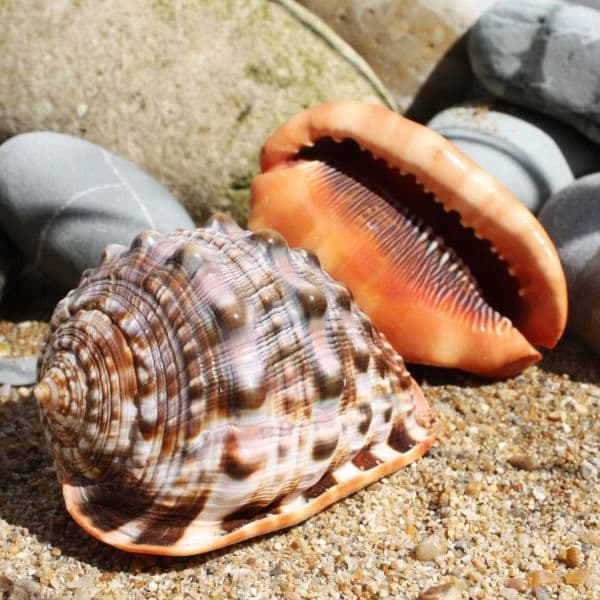 Cameo Shell | Bullmouth Helmet Shell | Beach Shells