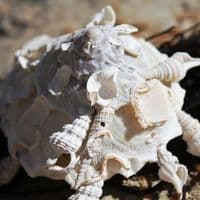 Carrier Shell