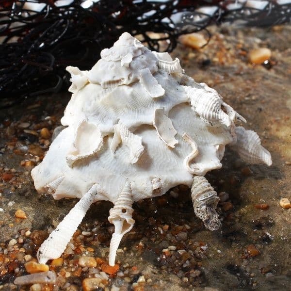 Carrier Shell