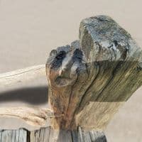 Castaway Driftwood Garden Seat | Julia Horberry