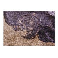 Caught in Time | Art Photography Print | Cliff Kinch