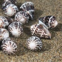 Chaldeus Cone Shell | Conus Chaldaeus | Worm Cone