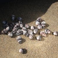 Chaldeus Cone Shell | Conus Chaldaeus | Worm Cone