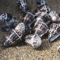 Chaldeus Cone Shell | Conus Chaldaeus | Worm Cone