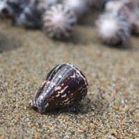 Chaldeus Cone Shell | Conus Chaldaeus | Worm Cone