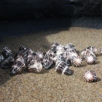 Chaldeus Cone Shell | Conus Chaldaeus | Worm Cone