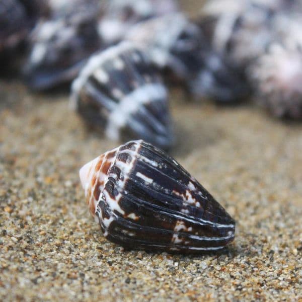 Chaldeus Cone Shell | Conus Chaldaeus | Worm Cone