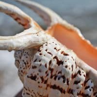 Chiragra Spider Conch Shell | Seashells | Beach Shells