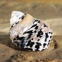 Citta Picca Shell | Cittarium Pica Stannum | Magpie Shell | Mother of Pearl Shell