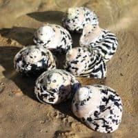 Citta Picca Shell | Cittarium Pica Stannum | Magpie Shell | Mother of Pearl Shell