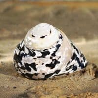 Citta Picca Shell | Cittarium Pica Stannum | Magpie Shell | Mother of Pearl Shell