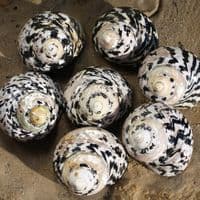 Citta Picca Shell | Cittarium Pica Stannum | Magpie Shell | Mother of Pearl Shell